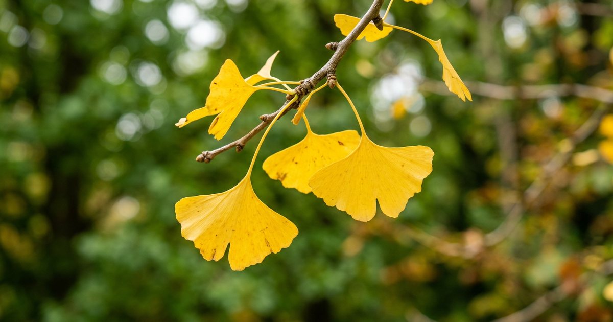 Terpenoids: Ginkgolides and Bilobalide - GinkgoHub
