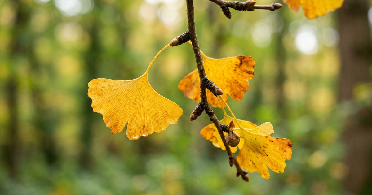 Ginkgo Biloba Research in Postmenopausal Women - GinkgoHub