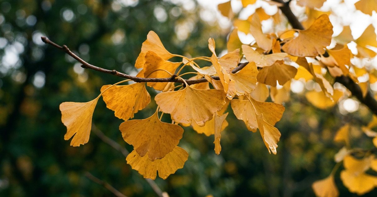 Who Might Be at Higher Risk? - GinkgoHub