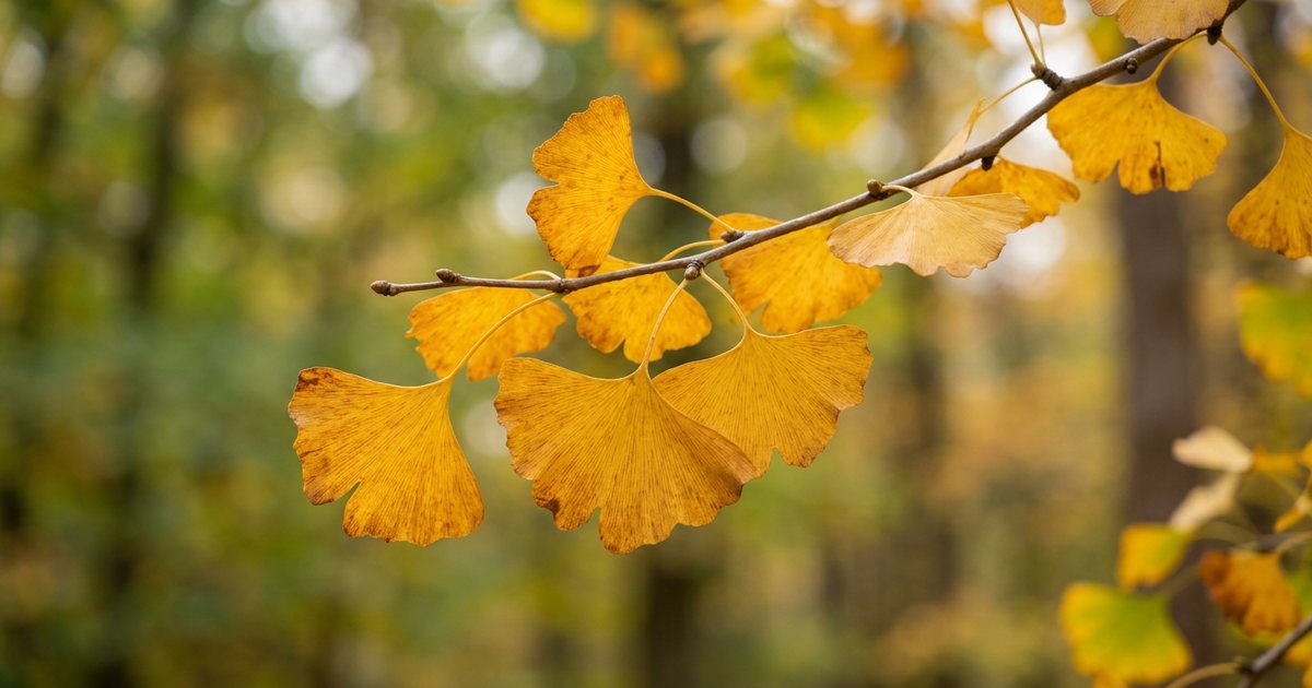 Reviewing the Evidence: What Do Studies Say About Ginkgo Biloba and Tinnitus? - GinkgoHub