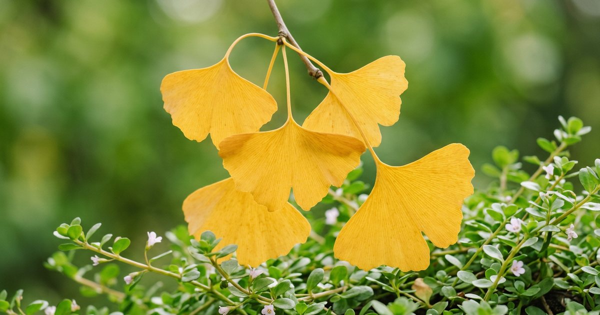 Ginkgo vs. Bacopa for Memory: What the Research Suggests - GinkgoHub