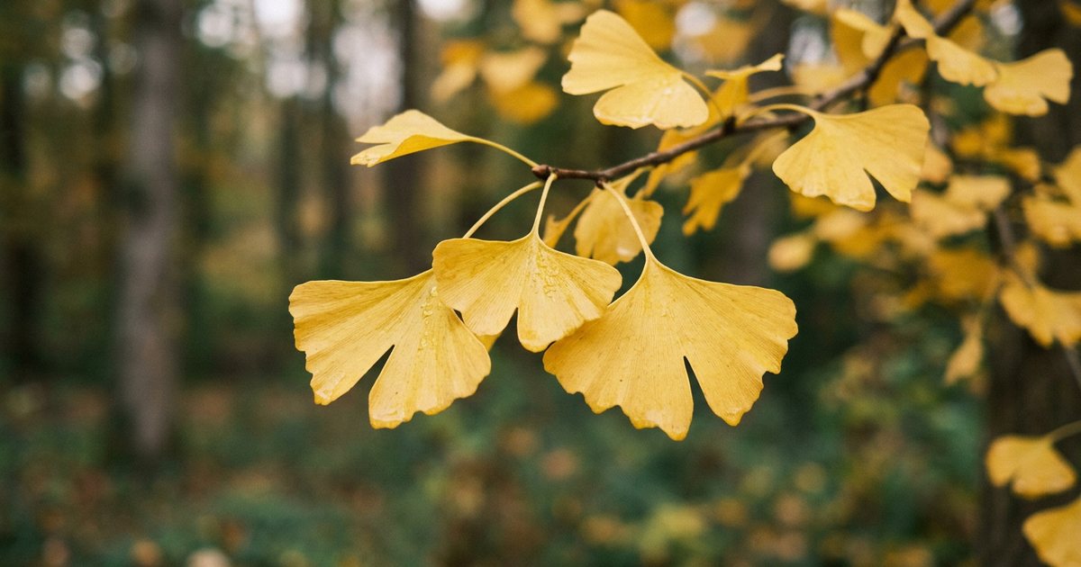 Evidence from Clinical Observations and Studies - GinkgoHub