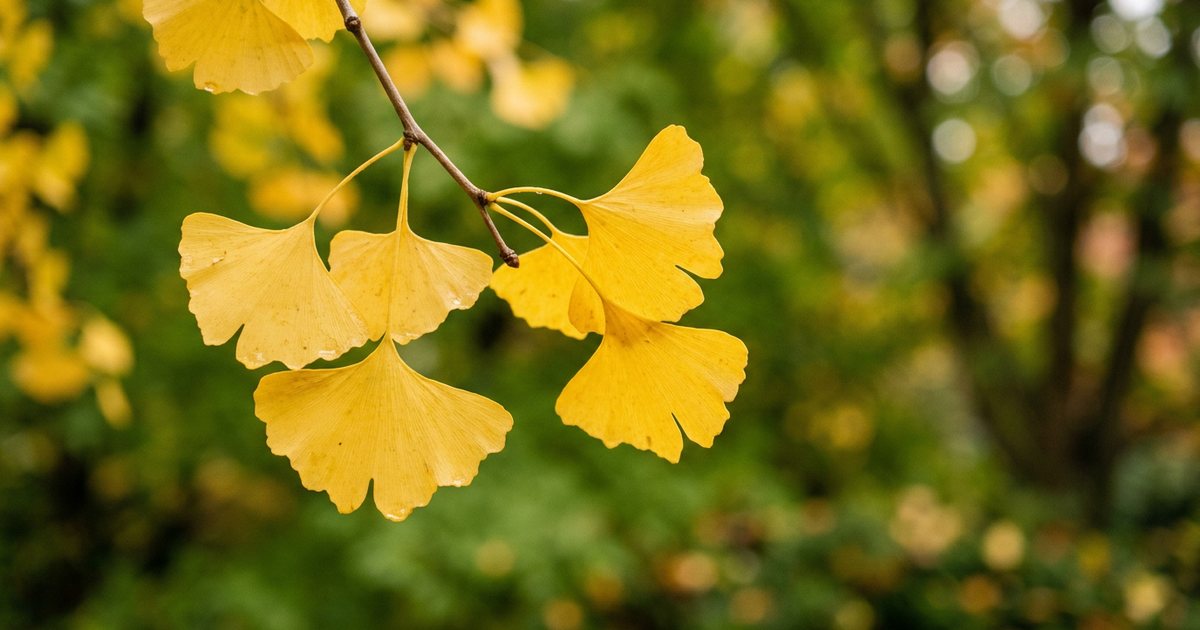 Evidence for Ginkgo's Effects on Brain Circulation - GinkgoHub