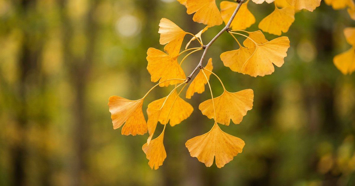 Vitiligo: Longer-Term Observation for Skin Pigmentation - GinkgoHub