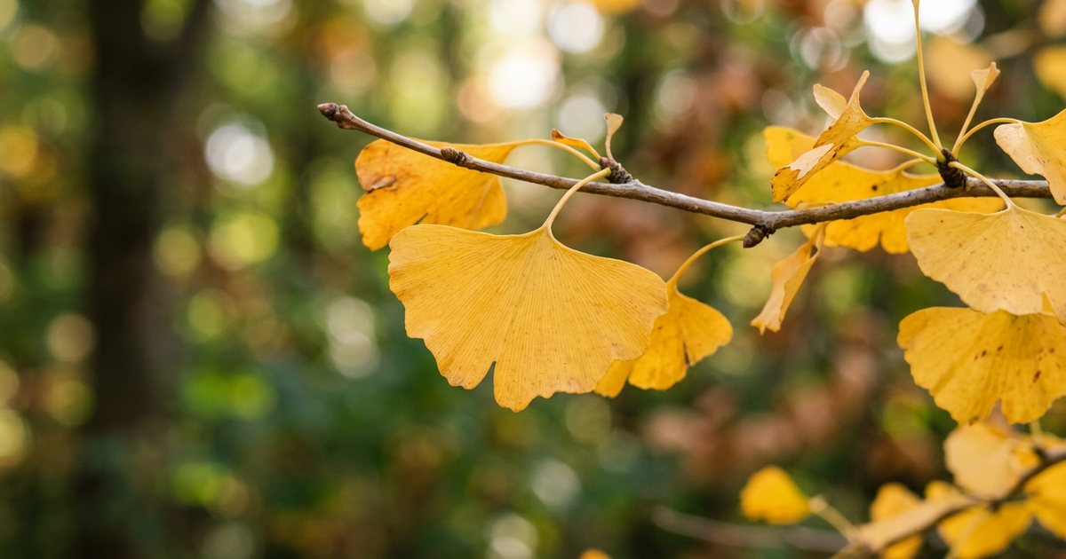 Related Flavonoids Found in Food - GinkgoHub