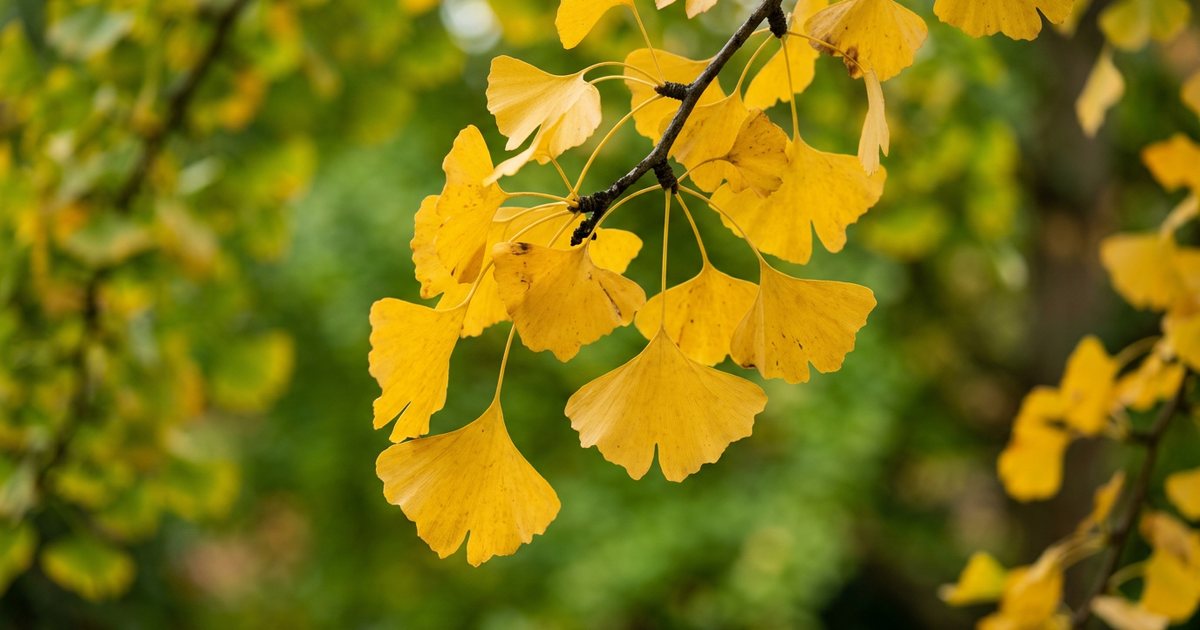 Supporting Ginkgo's Mechanisms Through Diet - GinkgoHub
