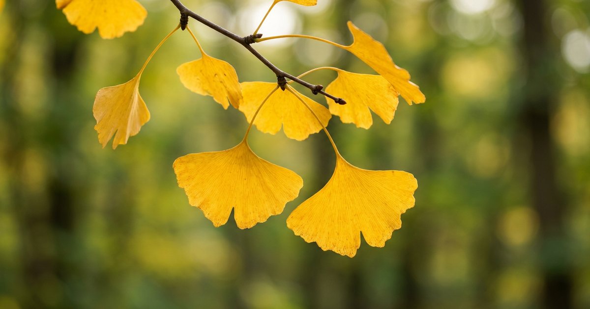 Ginkgo Biloba and Cognitive Function: Memory and Beyond - GinkgoHub