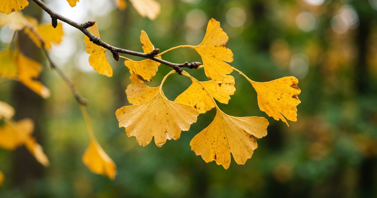 Safety Considerations: Ginkgo Blood Thinning and Interactions - GinkgoHub